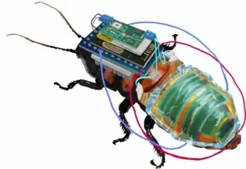 Cyborg cockroaches to soon help inspect hazardous areas near you